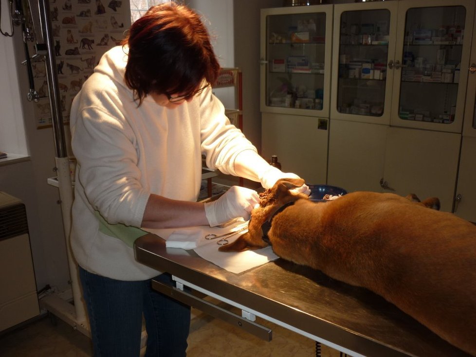  Bada operovala veterinářka Marcela Matzkeová