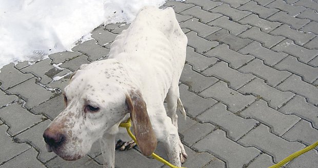 Tenle pejsek přežil. Zachráněný lovecký pointer sotva stál na nohou