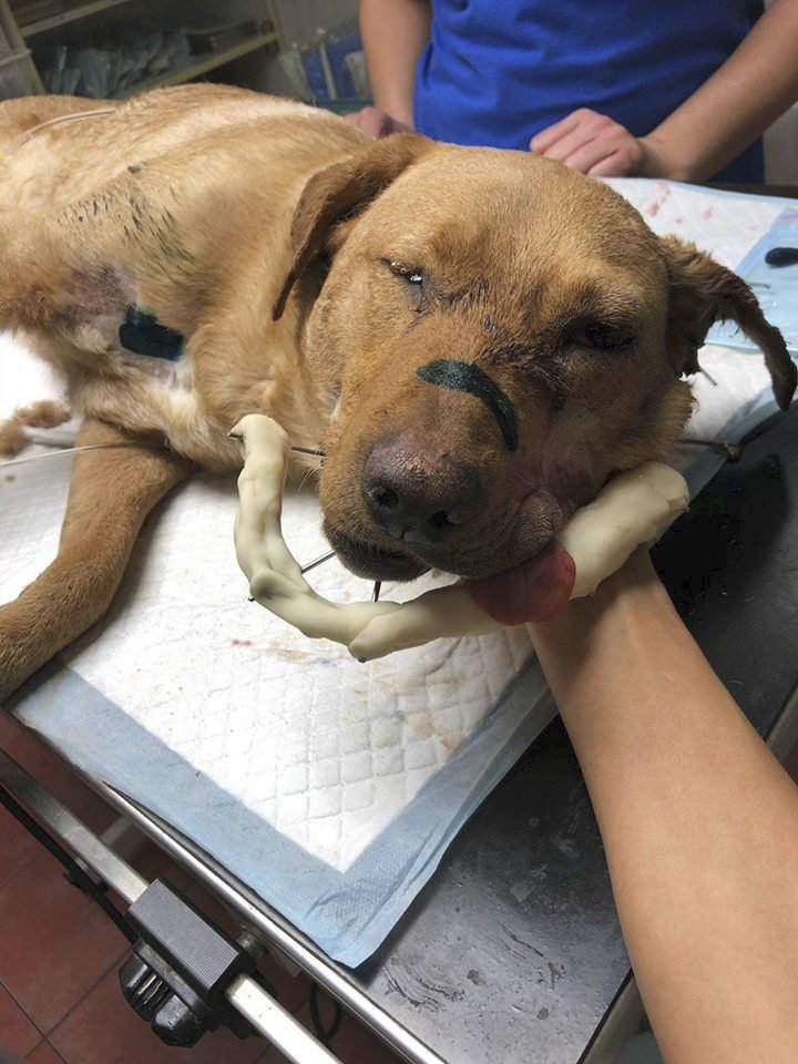 Zubožený pes měl zdrátovanou spodní čelist.