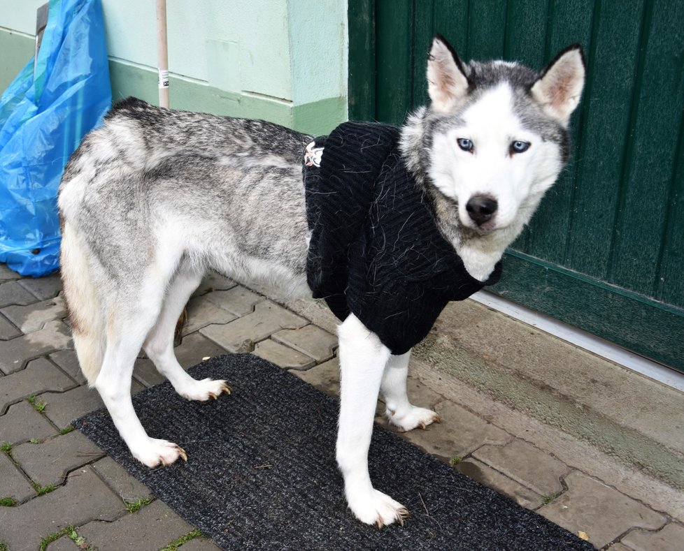 Takhle vypadá Sindy (11) po týdenní péči v útulku. Její stav se zlepšil, ale ještě nemá vyhráno.