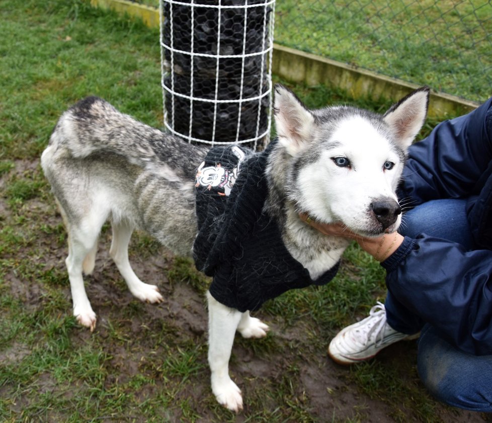 Takhle vypadala Sindy (11) loni v prosinci po týdenní péči v útulku.