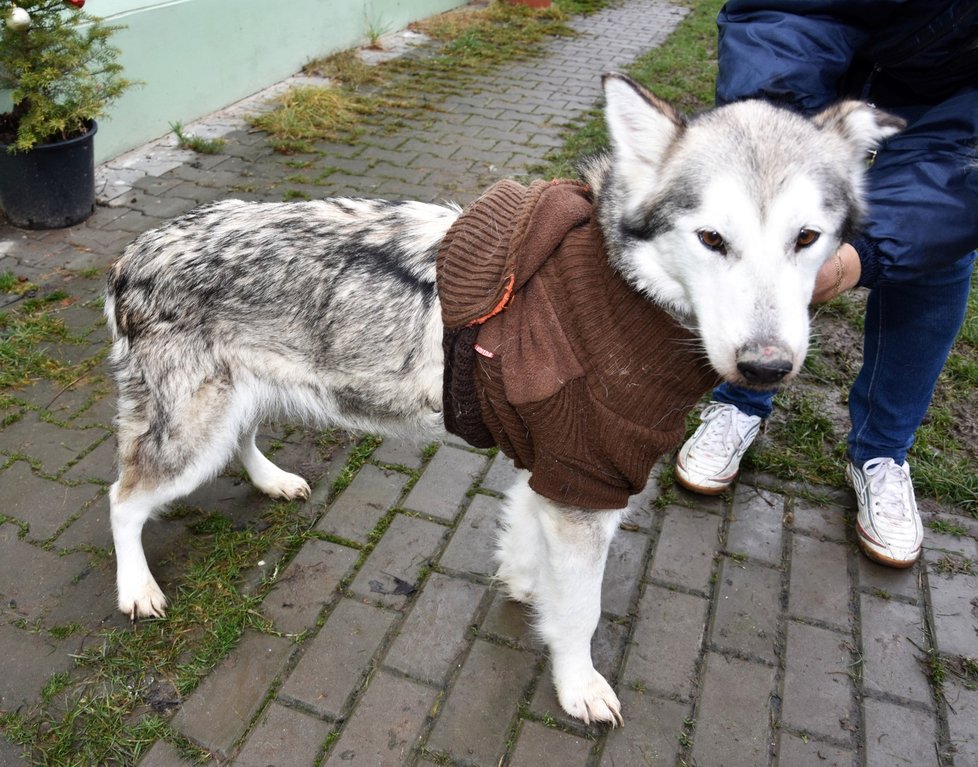 Takhle vypadá Eliška (10) po týdenní péči v útulku. Z nejhoršího je už patrně venku. Její stav se zlepšuje.