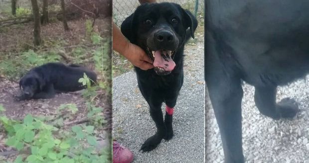 Lidské zvěrstvo: Nemocného psa někdo odložil v lese, tam čekal týden na záchranu