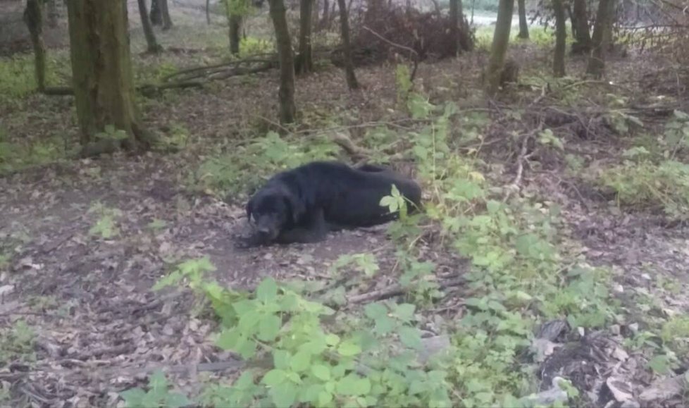 Postiženého psa někdo pohodil u lesa, podle svědků tam byl týden.