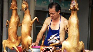 První vlaštovka? V čínském Šen-čenu zákázali konzumovat kočky a psy