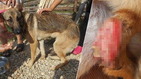 Psa si pořídil, jen aby ho týral: Mladé feně ovčáka, která přežila vlastní smrt, hrozí amputace.