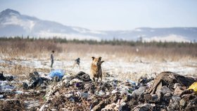 Obraz zkázy z romských osad ze Slovenska: Děti hází štěňata o zem, topí je, nějaká oběsí.