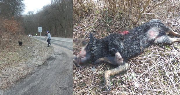 Vysloužilého hlídače jí v útulku nevzali, tak ho údajně vyhodila z auta: Vlčáka nakonec zabilo auto