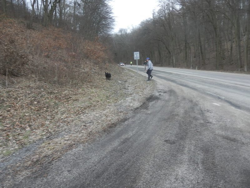 Vysloužilého hlídače jí v útulku nevzali, tak ho údajně vyhodila z auta: Vlčáka nakonec zabilo auto.