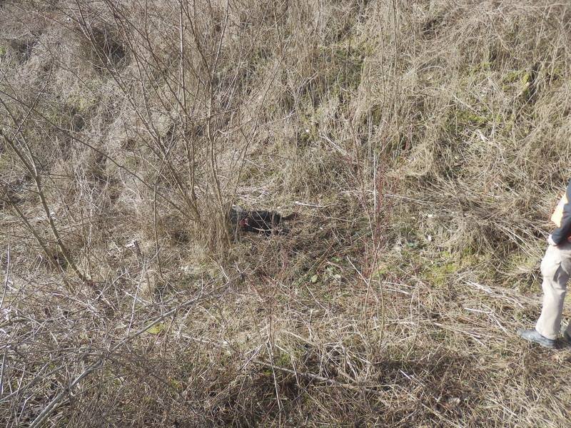 Vysloužilého hlídače jí v útulku nevzali, tak ho údajně vyhodila z auta: Vlčáka nakonec zabilo auto.