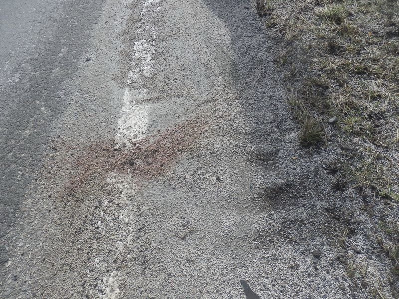 Vysloužilého hlídače jí v útulku nevzali, tak ho údajně vyhodila z auta: Vlčáka nakonec zabilo auto.