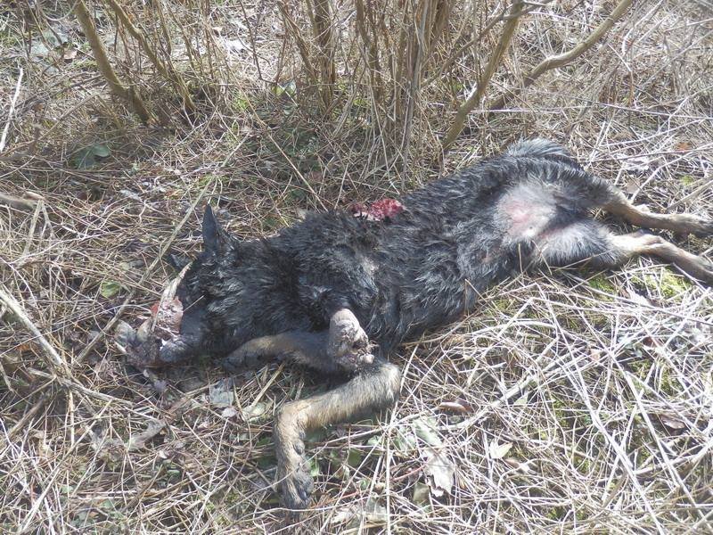 Vysloužilého hlídače jí v útulku nevzali, tak ho údajně vyhodila z auta: Vlčáka nakonec zabilo auto.