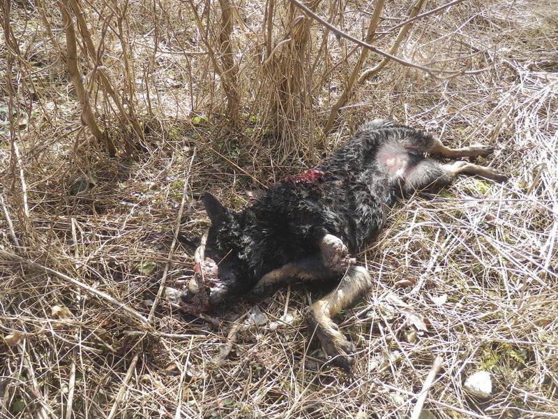 Vysloužilého hlídače jí v útulku nevzali, tak ho údajně vyhodila z auta: Vlčáka nakonec zabilo auto.