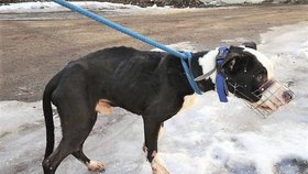 O útulek Bull Azyl se zajímá policie.