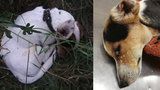 Nechali umírat nemocného pejska, prý protože chtěli ušetřit: Moc trpěl, tvrdí ochránkyně zvířat