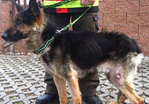 Utýral psa málem k smrti a nikdo si toho nevšiml: Policisté chytili