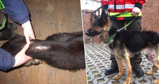 Utýral psa málem k smrti a nikdo si toho nevšiml: Policisté chytili 