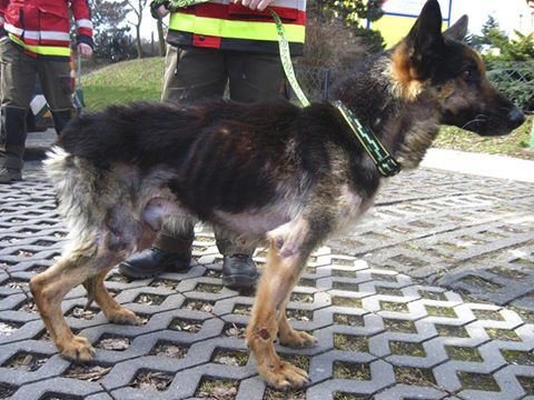 Takto zbídačeného psa našli v lesích na Sokolovsku