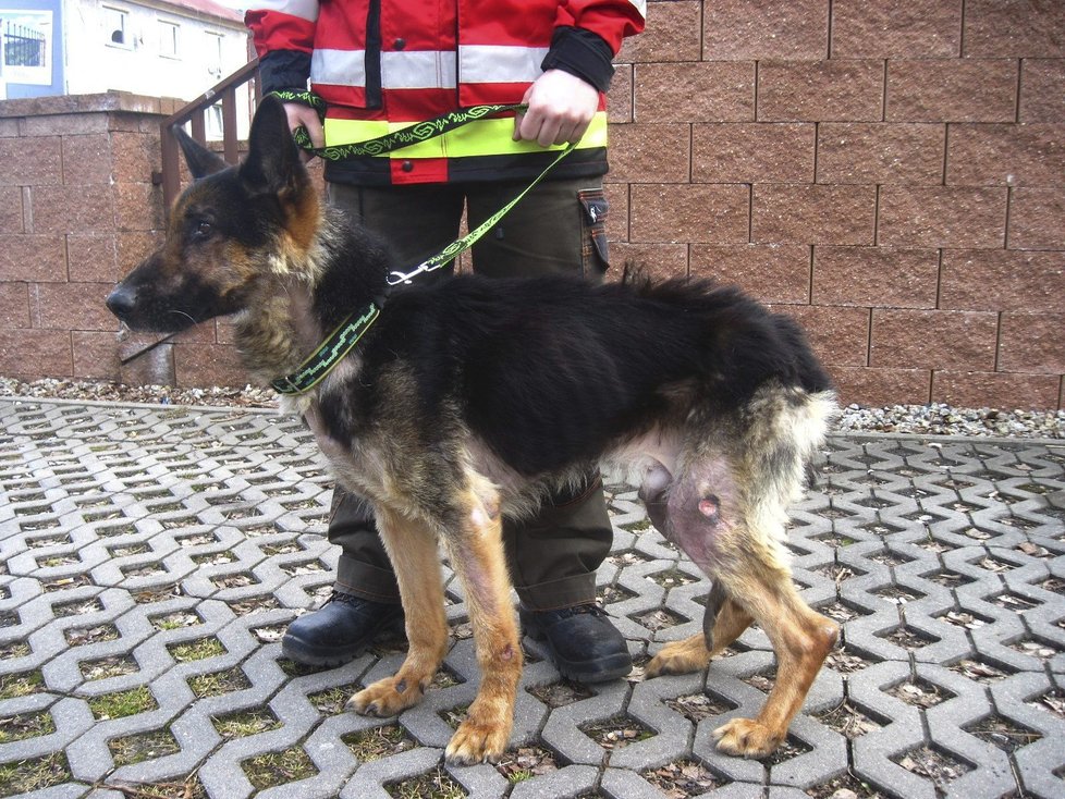 Takto zbídačeného psa našli v lesích na Sokolovsku