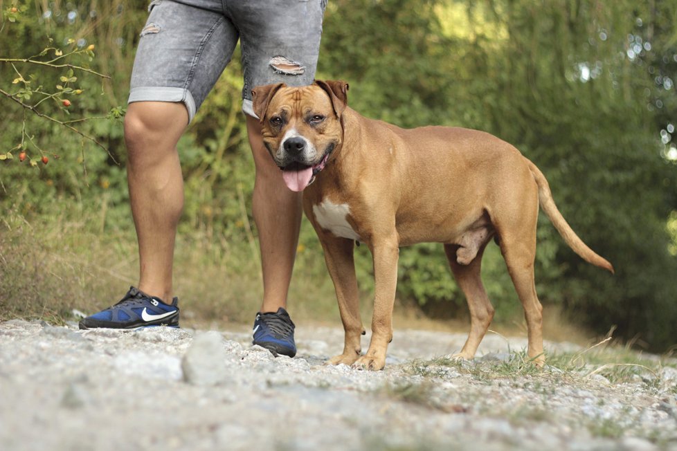 Dixi málem zemřel vyčerpáním, když se snažil vrátit za majitelem, který se ho zbavil: Psího miláčka už můžete adoptovat.