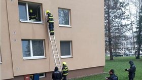 Zuboženého a podvyživeného amerického staforda zachraňovali hasiči z okenního parapetu bytu v Uherském Hradišti.