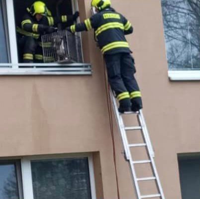 Zuboženého a podvyživeného amerického staforda zachraňovali hasiči z okenního parapetu bytu v Uherském Hradišti.