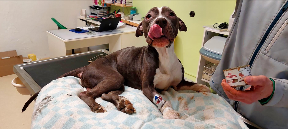 Zuboženého a podvyživeného psa se ujala veterinářka Karolína Turčinková a pak dobrovolníci ze spolku Podaná tlapka.