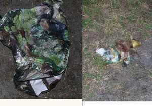 Otřesný nález krutého zacházení se psem odhalily tři dívky v parku Bor na Tachovsku. V igelitce byla zdechlina pejska s ovázanou tlamou lepicí páskou.