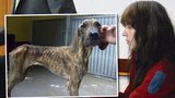 Týrala 40 psů: Zvířata žila v bolestech, ve tmě a zablešená
