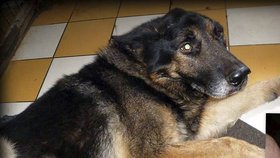 Původně statný pes měl v době nálezu 20 kg podváhy a šíleně smutný pohled.