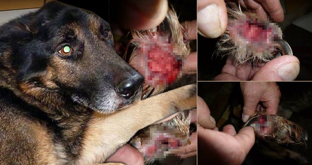 Otřesné: muž brutálně týral psa! Nebál se použít ani nůž!