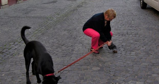 Žena naštvala uklízeče tím, že odmítala uklidit po své fence.