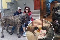 Uriáš z Letovic je úředně nejtěžším psem v Česku: Váží 124 kg!