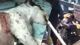 Děsivé video: Jeho psa napadli pitbulové, vrhl se mezi ně, aby ho zachránil