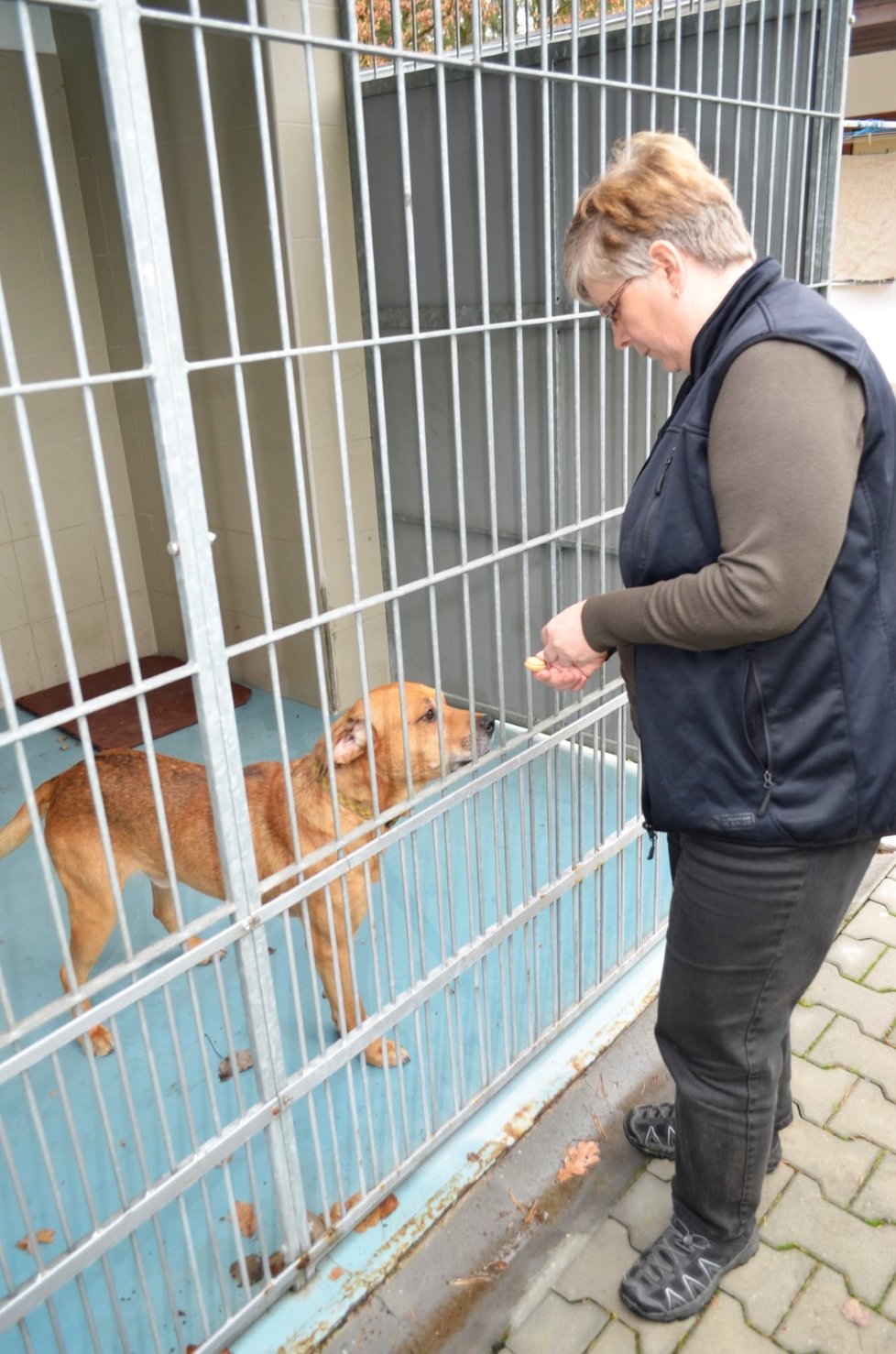 Tenhle pes pokousal dva lidi a jednoho pejska, druhého hafana zabil.