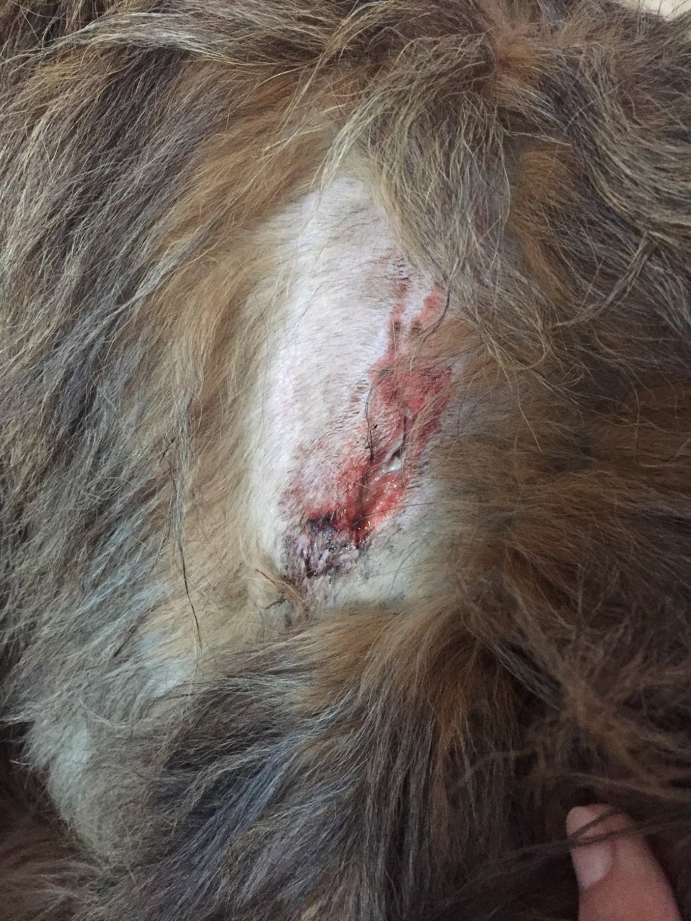 Fenka Bublina (7) útok psa přežila. Je ale ošklivě pokousaná.
