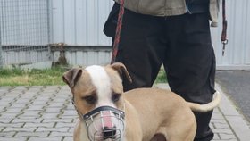 Psa, který pokousal vlastní majitelku, odchytili strážníci a převezli do útulku.