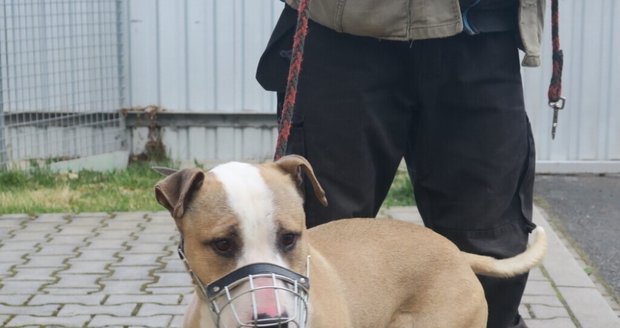 Psa, který pokousal vlastní majitelku, odchytili strážníci a převezli do útulku.