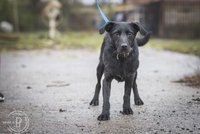 Slepého pejska Koutka nikdo nechce. Prožil si peklo, na nový domov čeká už 4 roky