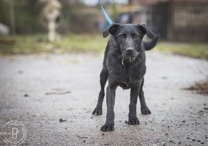 Koutek vyhlíží nový domov už čtyři roky