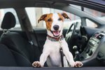 Bezpečná přeprava psa v autě je klíčová pro zraví všech pasažerů.