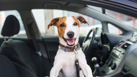 Bezpečná přeprava psa v autě je klíčová pro zraví všech pasažerů.