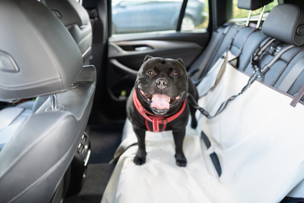 Pes by měl být v autě stejně jako lidé připoután