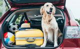 Bezpečné cestovanie so psom