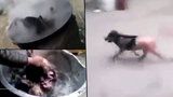 Od 18 let: Tyrani vařili psa zaživa, pak z něj trhali srst. Zmrzačené zvíře uteklo