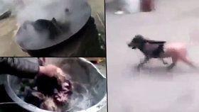 V Číně zaživa vařili psa. Zvíře pak tyranům uteklo.