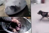 Od 18 let: Tyrani vařili psa zaživa, pak z něj trhali srst. Zmrzačené zvíře uteklo