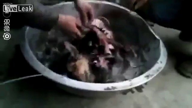 V Číně vařili zaživa psa. Zvíře kňučelo bolestí.