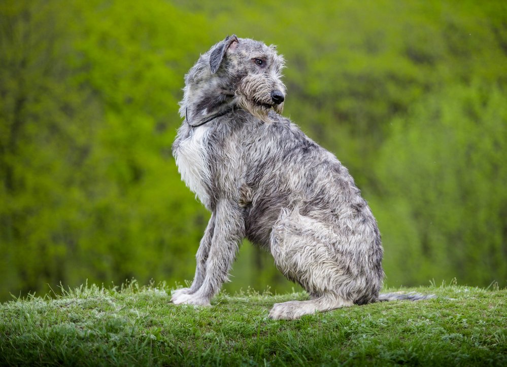 Obrovská plemena jako irský vlkodav dlouho dospívají, ale potom stárnou rychleji než naprostá většina jiných plemen psů