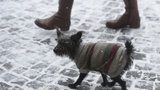Kašlající psi chodí po Praze: Kde všude se váš mazlíček může nakazit zákeřnou nemocí?
